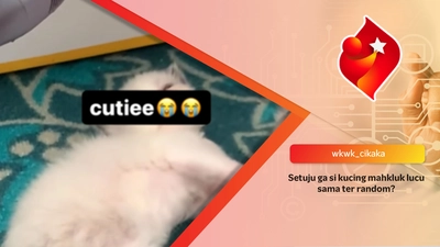 Setuju ga si kucing mahkluk lucu sama ter random?