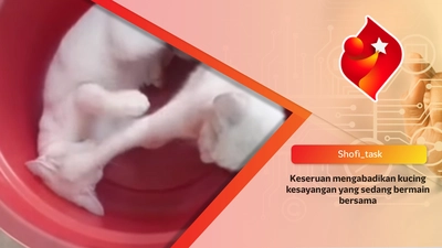 Keseruan mengabadikan kucing kesayangan yang sedang bermain bersama