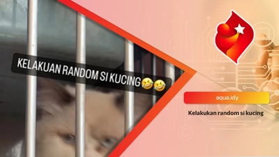 Kelakukan random si kucing